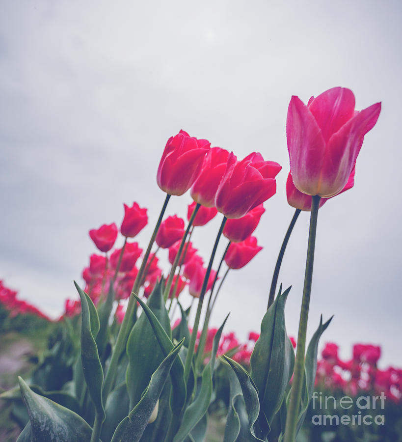 Skagit Tulip Festival Close Up Photograph
