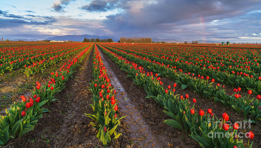 Skagit Tulip Fields Red Rows And Rainbow Photograph by Mike Reid