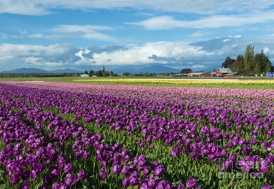 Tulip Photograph - Skagit Tulip Storm by Michael Dawson