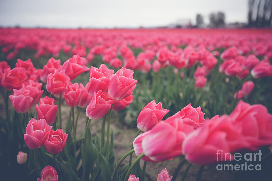 Skagit Tulips Endless Fields Photograph