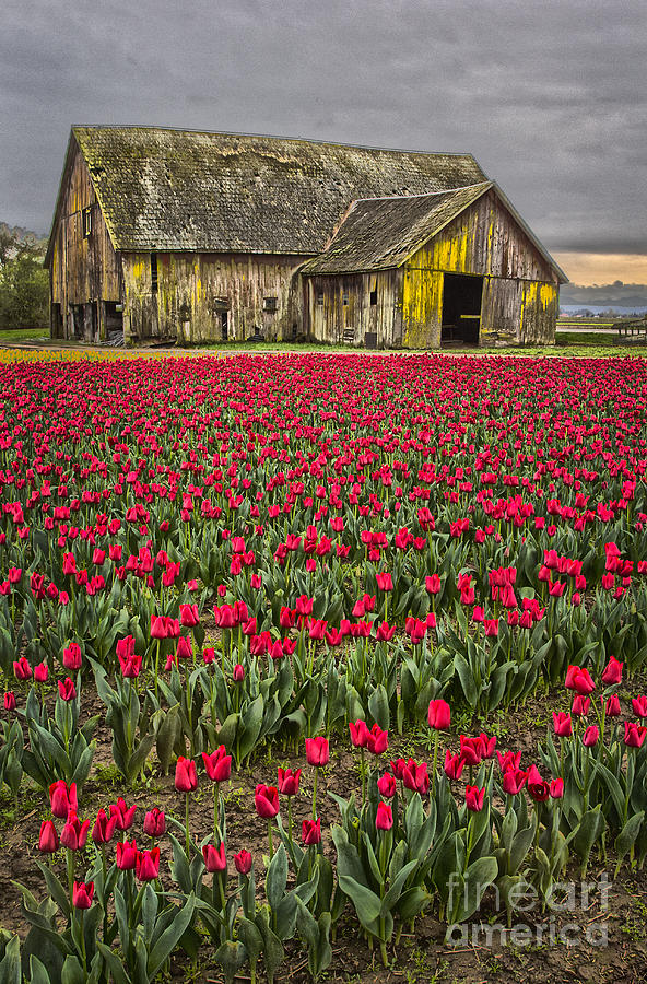 Skagit Valley Barn in Red Photograph by Sonya Lang
