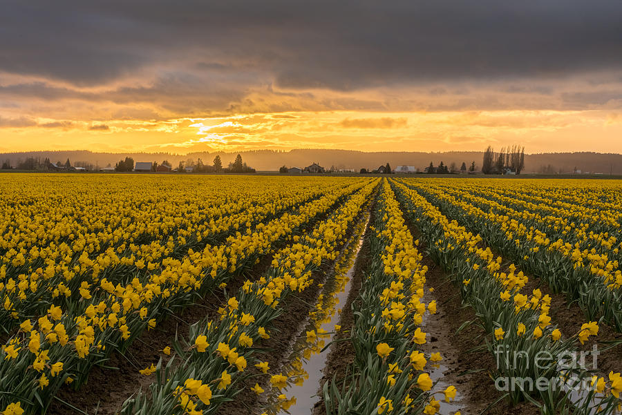 Daffodils Photograph - Skagit Valley Daffodils at Dusk by Mike Reid