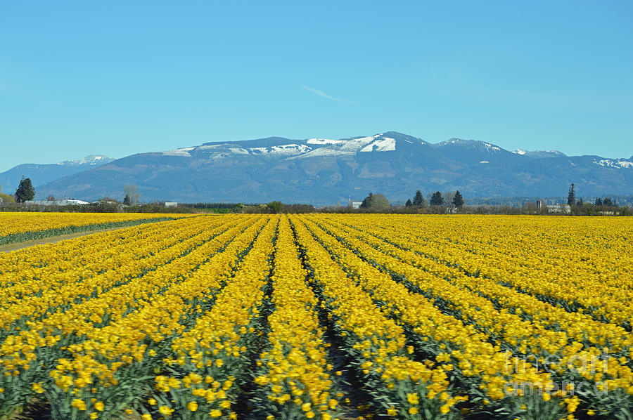 Skagit Valley Daffodils Photograph by Carol Eliassen