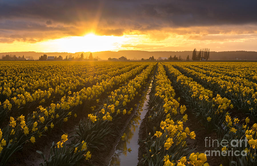 Skagit Valley Daffodils Golden Sunset Light Photograph by Mike Reid