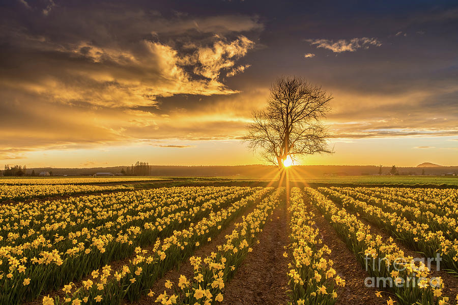 Skagit Valley Daffodils Sunset Photograph by Mike Reid