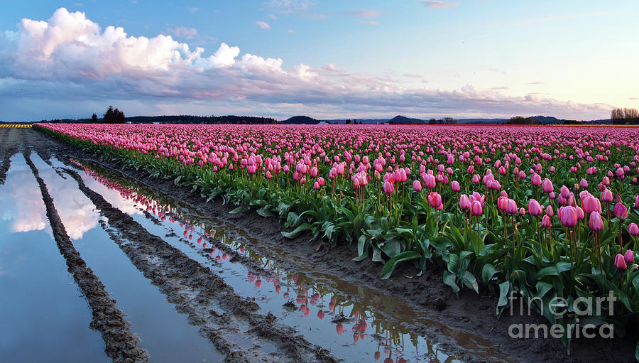 Skagit Valley Evening Photograph by Mike Reid