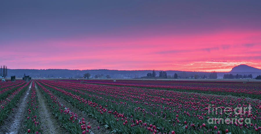 Skagit Valley Farmland Sunset Photograph by Mike Reid