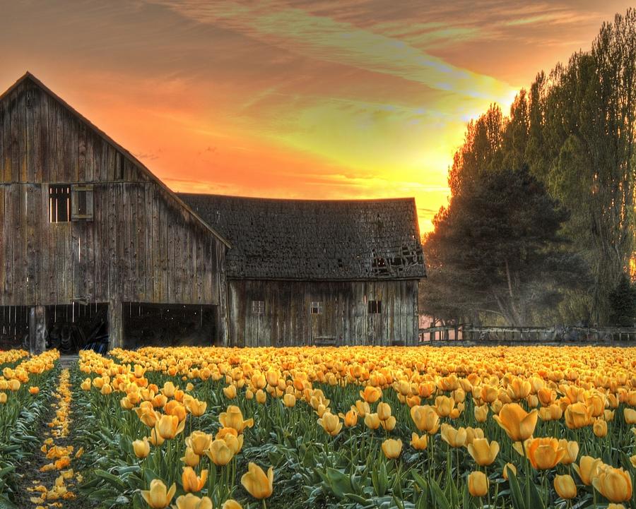 Skagit Valley Gold Photograph by Jeff Cook