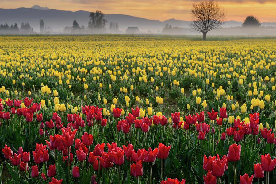 Skagit Valley Misty Morning by Dan Mihai Skagit Valley Misty Morning by Dan Mihai