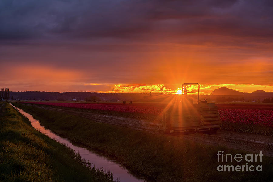 Tulip Fields Photograph - Skagit Valley Tractor Sunset Sunstar by Mike Reid