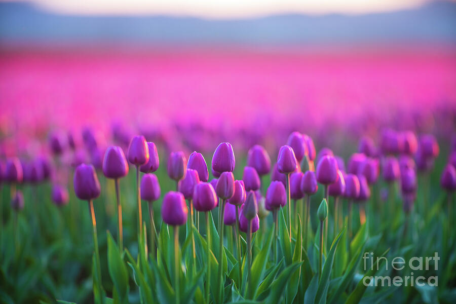 Skagit Valley Tulip Festival Layers of Pink and Magenta Photograph by Mike Reid