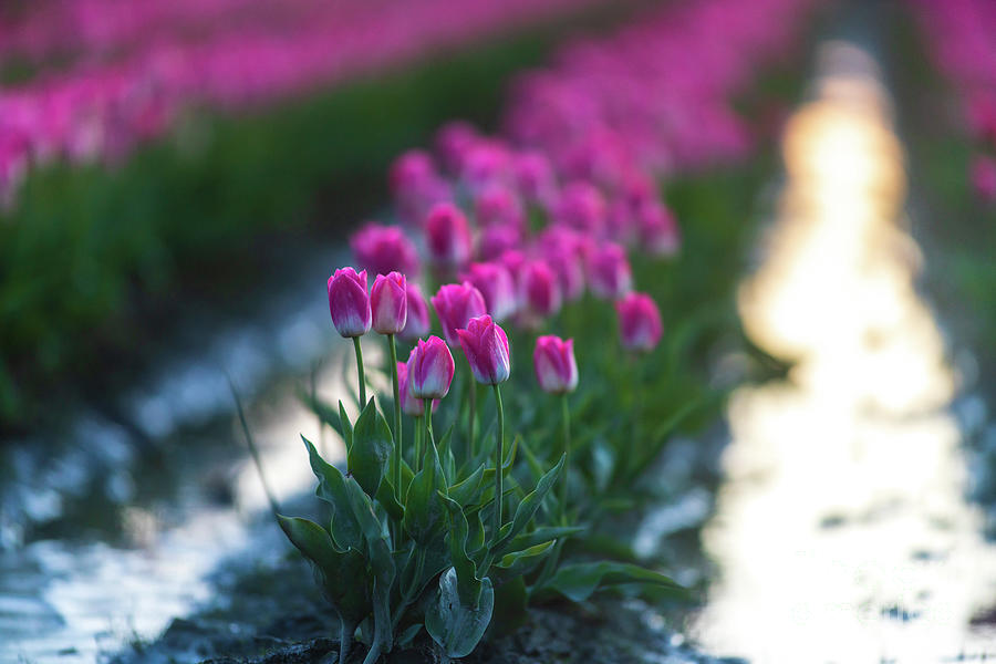 Skagit Valley Tulip Festival Pink Tulips Evening Light Photograph
