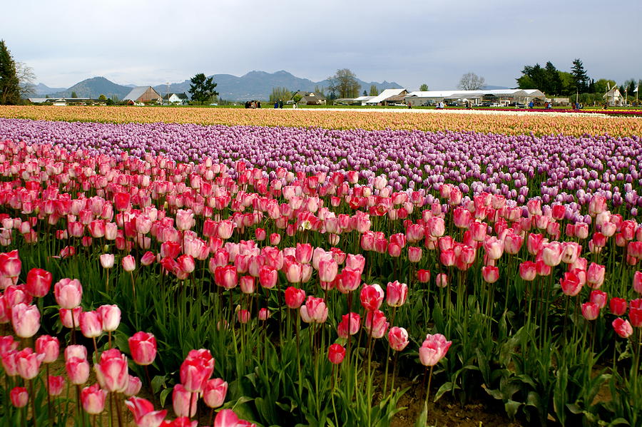 Skagit Valley Tulip Festival Photograph by Sonja Anderson - Fine Art ...