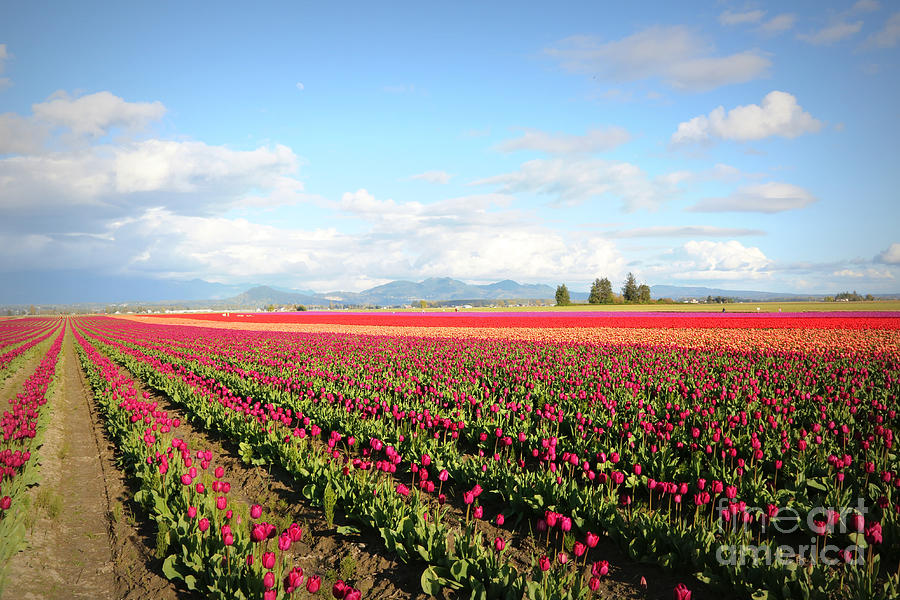 Skagit Valley Tulip Fields Photograph by Carol Groenen