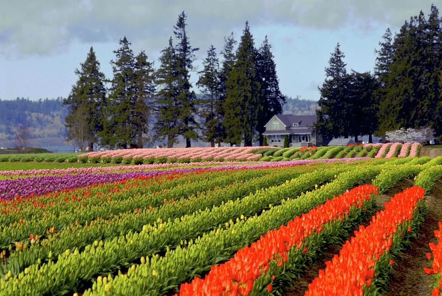 Skagit Valley Tulips Photograph by Craig Perry-Ollila