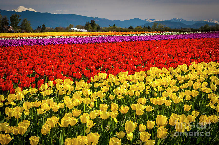Skagit Valley Tulips  Photograph by Sal Ahmed