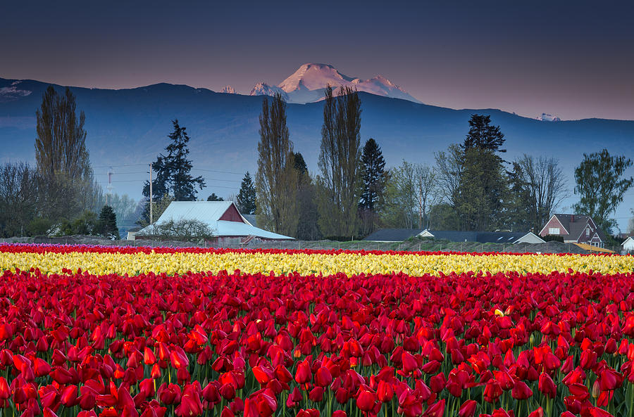 Skagit Valley TulipsMt. Baker Photograph by Jon Reiswig Pixels