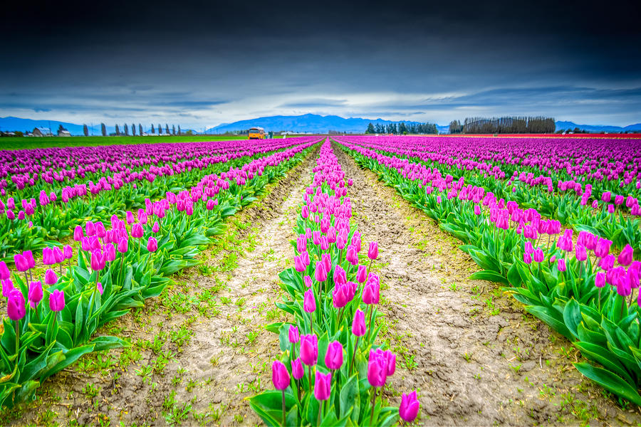 Skagit Valley Tulips Photograph by Spencer McDonald