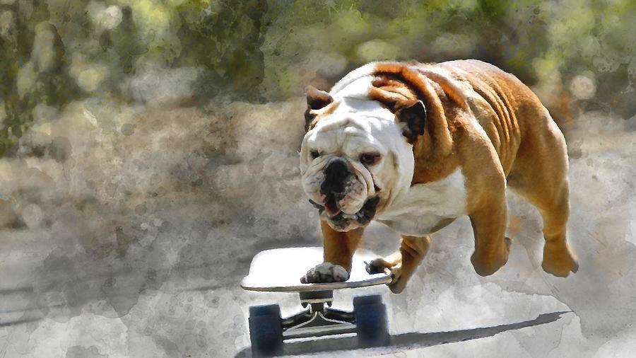 Skateboard English Bulldog Mixed Media by Marvin Blaine
