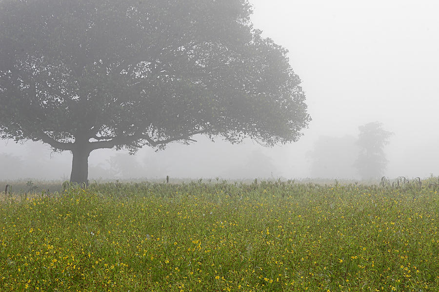 SKC 0057 A Landscape in Fog Photograph by Sunil Kapadia