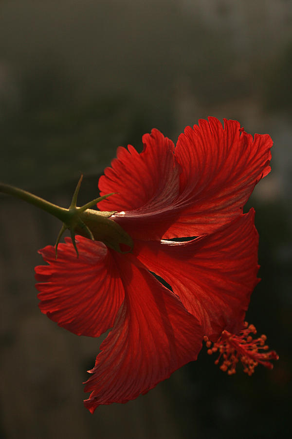 Skc 0445 Hibiscus-rear View Photograph