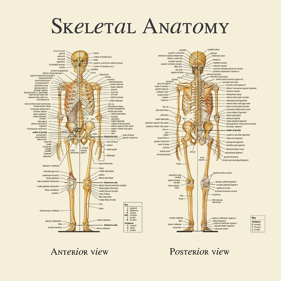 Skeletal Anatomy Digital Art by Gina Dsgn
