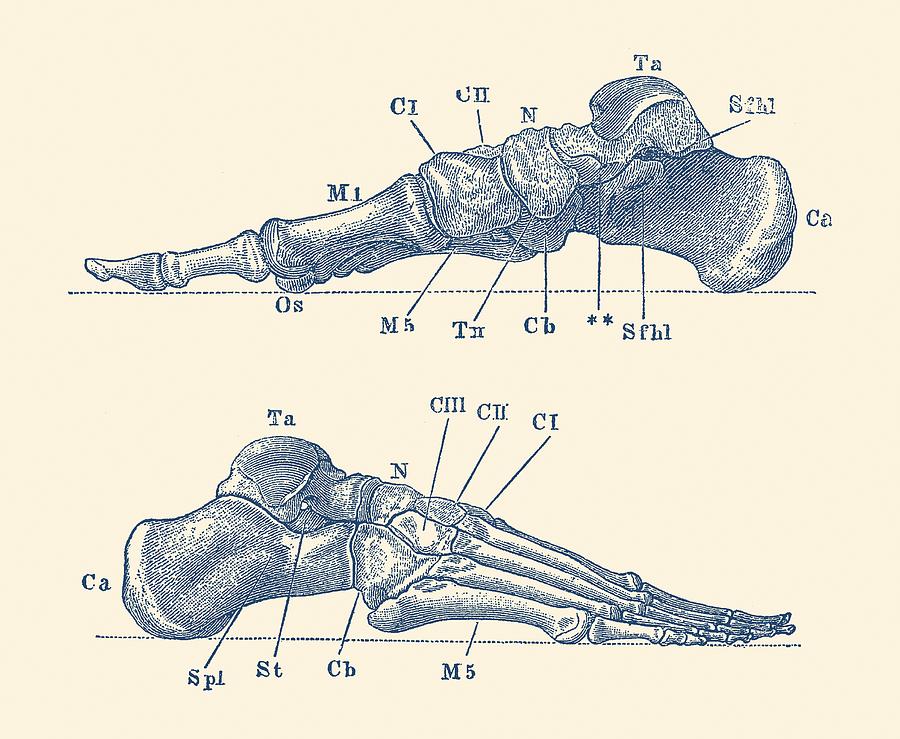 Skeletal Foot Diagram - Dual View - Anatomy Print Drawing by Vintage Anatomy Prints