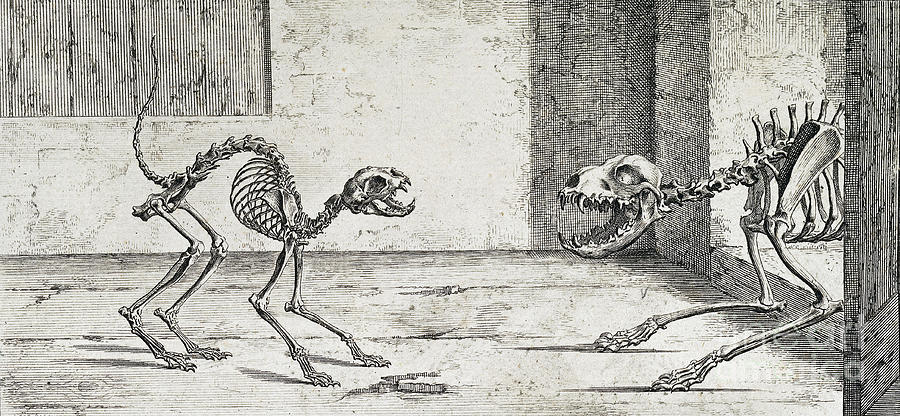 Skeletal System, Cat And Dog Photograph by Wellcome Images