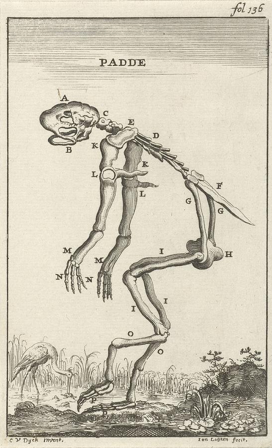 Skeletal tailless amphibians toad Drawing by Vintage Collectables