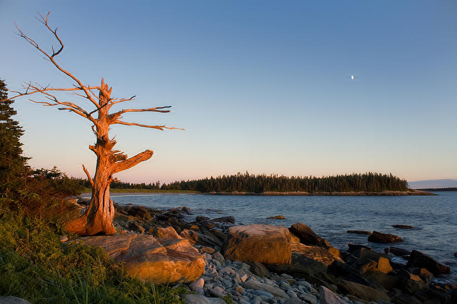 Skeletal Tree At Coastal Sunset Photograph by Irwin Barrett