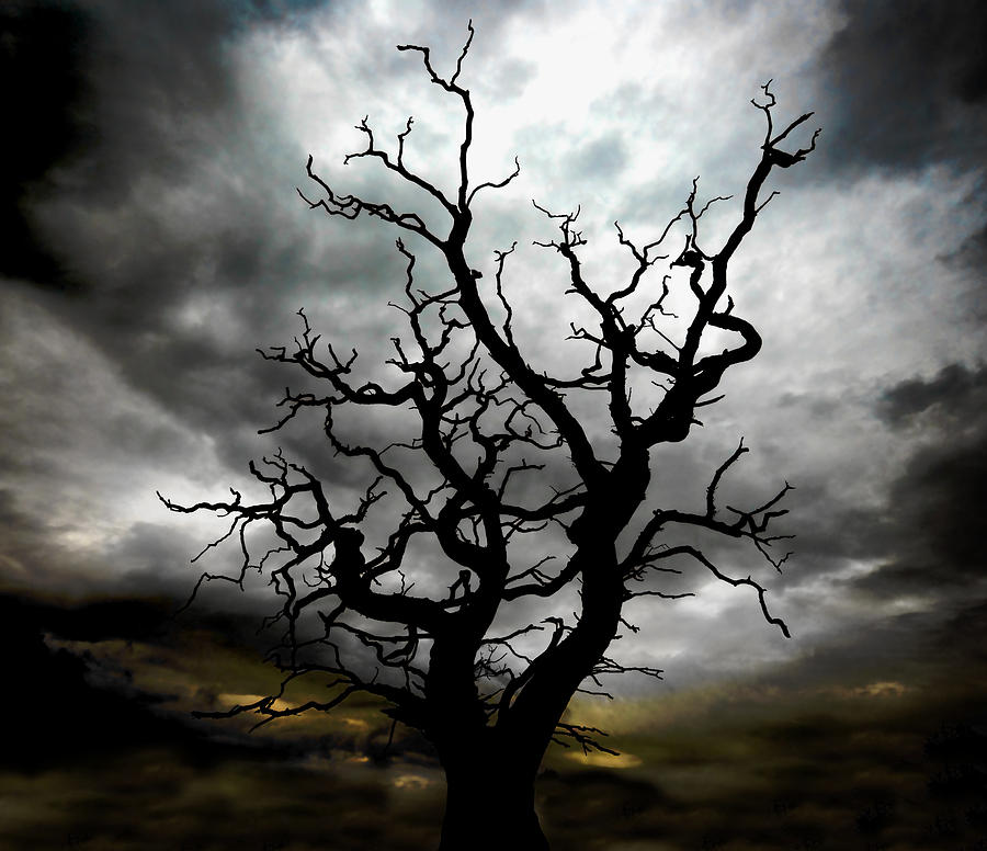 Tree Photograph - Skeletal Tree by Meirion Matthias