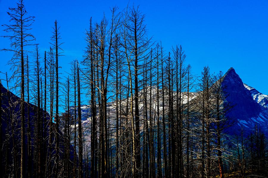 Skeletal Tree Stand, Glacier National Park Photograph by Marilyn Burton