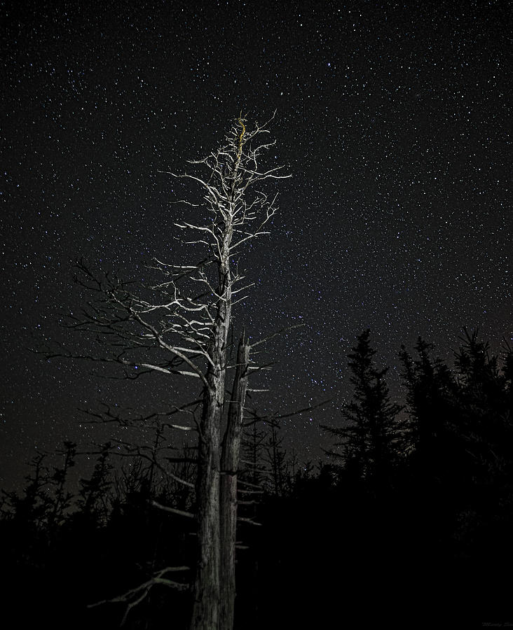 Skeletal Tree Starscape Photograph by Marty Saccone
