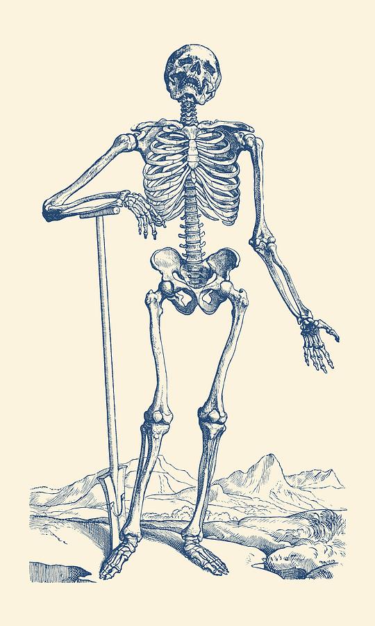 Skeleton In The Wild - Vintage Anatomy Print Drawing by Vintage Anatomy Prints