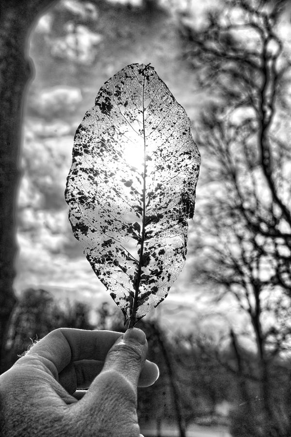 Skeleton Leaf Photograph by Sharon Popek