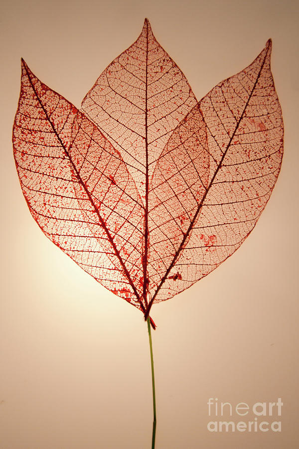 Skeleton Leaves Photograph by Susan Cliett