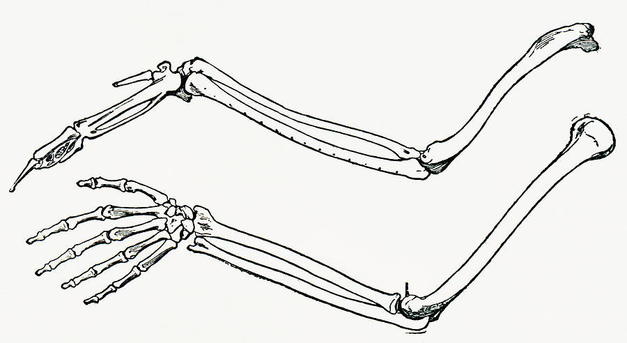 arm bones drawing