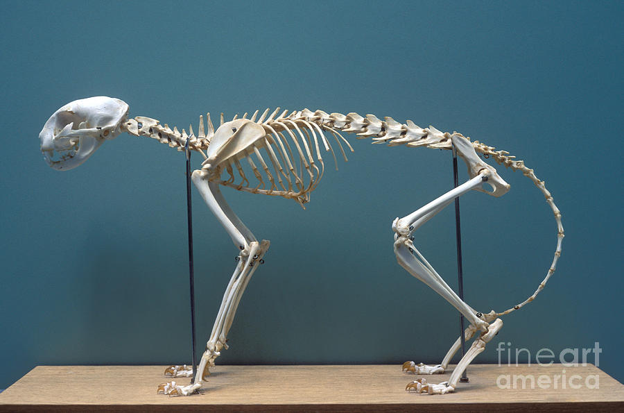 Skeleton Of A Domestic Cat Photograph by John Kaprielian