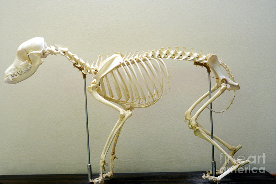 Skeleton Of A Domestic Dog Photograph by John Kaprielian