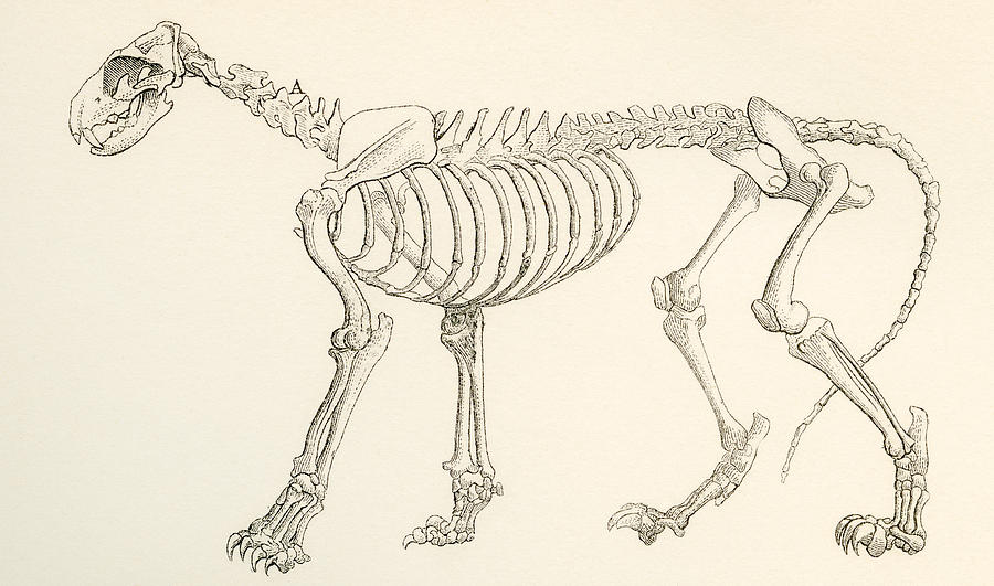 Skeleton Of A Lion, Panthera Leo. From Drawing by Vintage Design Pics ...