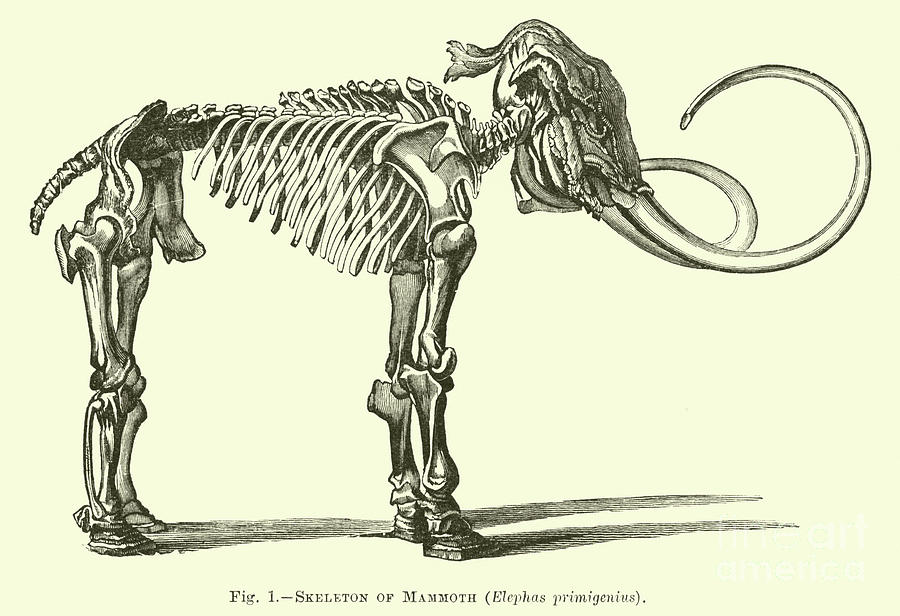 Prehistoric Drawing - Skeleton of Mammoth, Elephas primigenius by English School