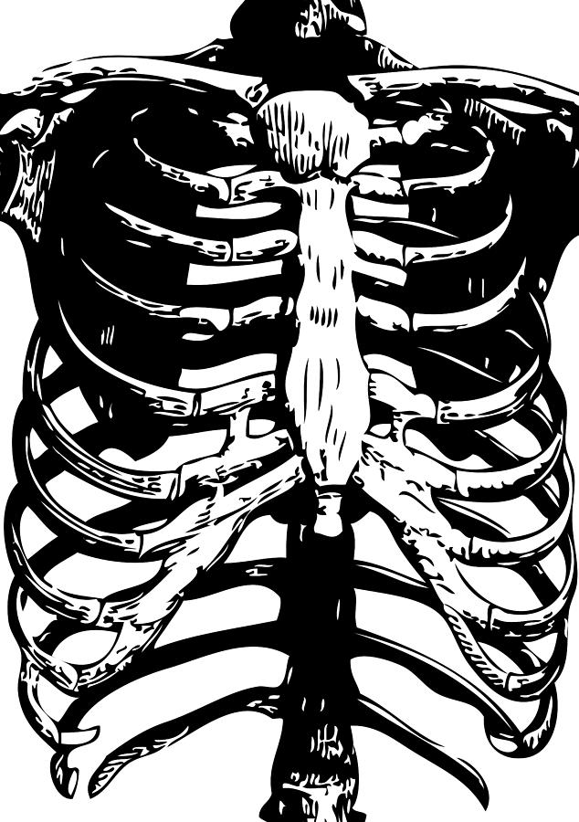 Skeleton Ribs Digital Art by Eclectic at Heart