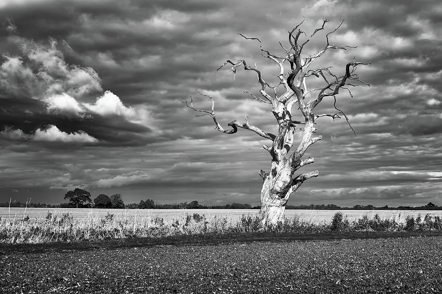 Skeleton Tree Photograph by James Billings
