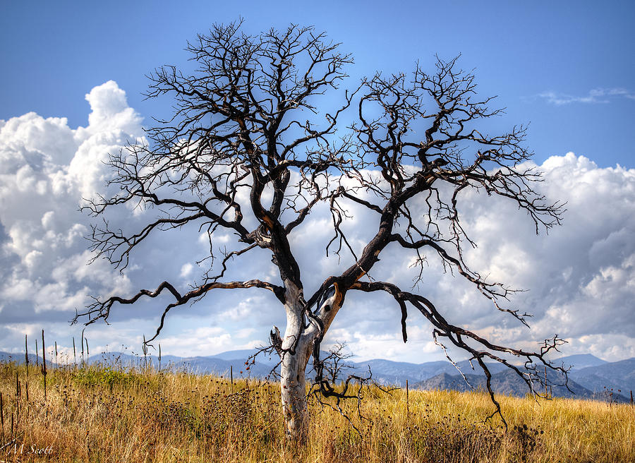 Skeleton Tree Photograph by Michael Scott