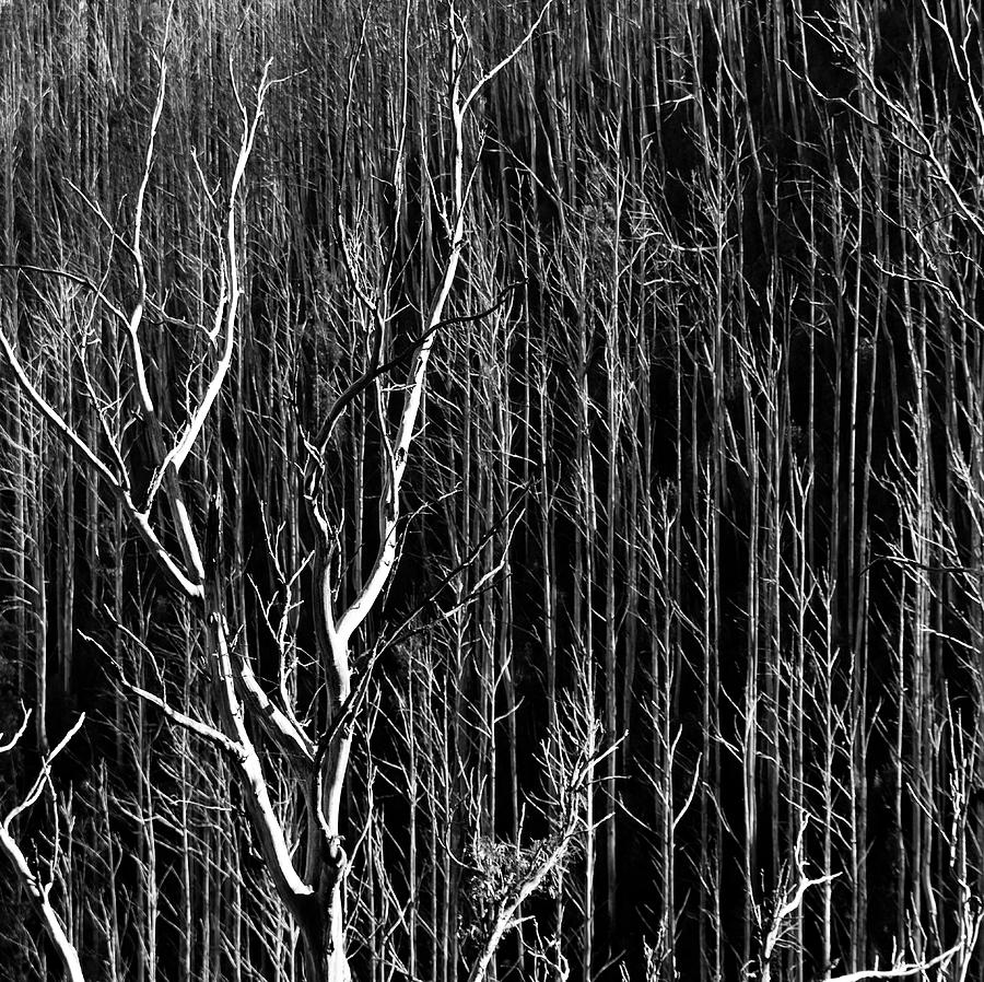 Trees Photograph - Skeleton trees 3 by Mihai Florea Trees Photograph - Skeleton trees 3 by Mihai Florea