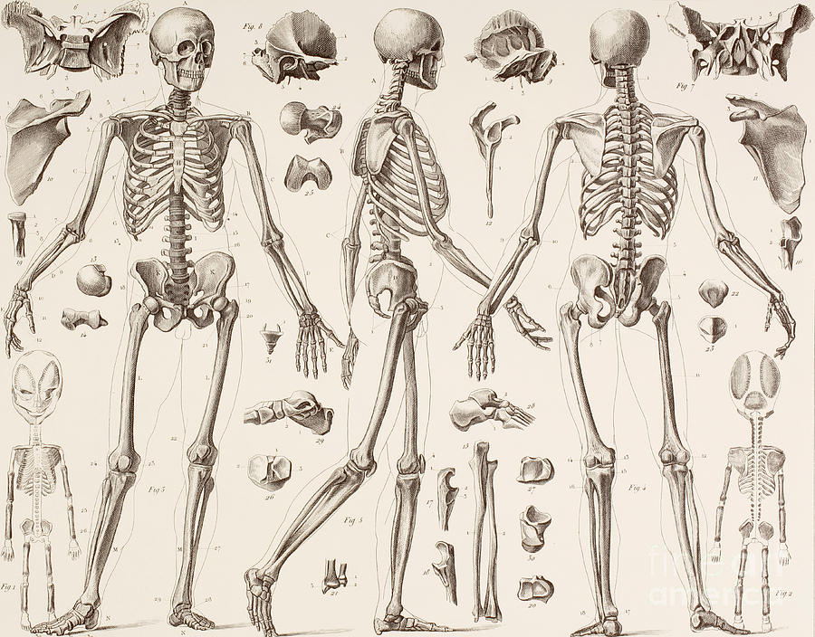 Skeletons Drawing by English School