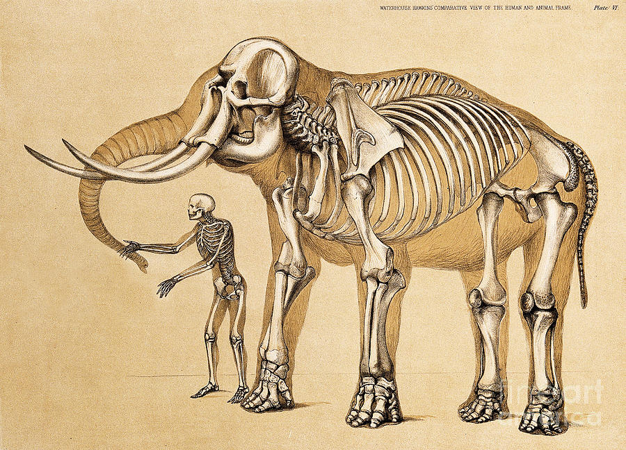Skeletons Of Man And Elephant, 1860 Photograph by Wellcome Images