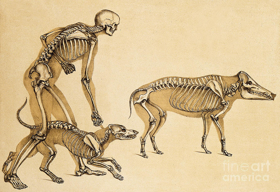 Skeletons Of Man, Dog, Wild Boar, 1860 Photograph by Wellcome Images