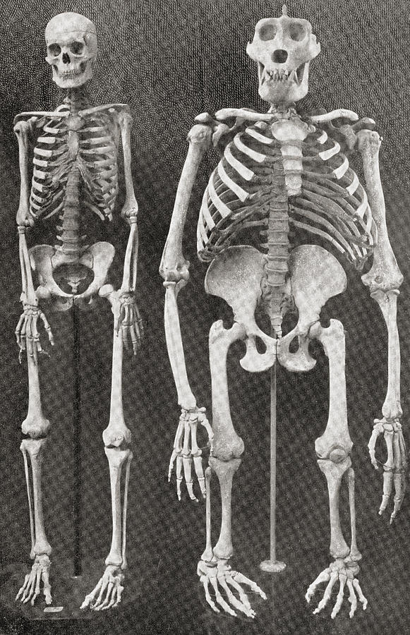 Skeleton Drawing - Skeletons Of Man, Left, And Gorilla by Vintage Design Pics