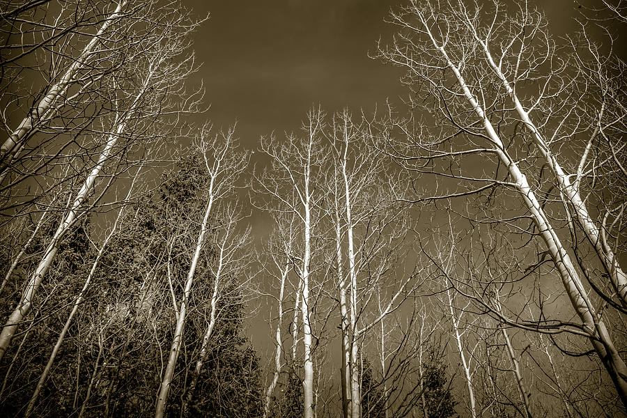 Skeletons of Winter Photograph by Noah Katz
